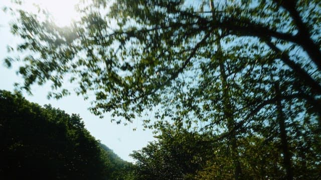 Sun-dappled view through trees on a sunny day