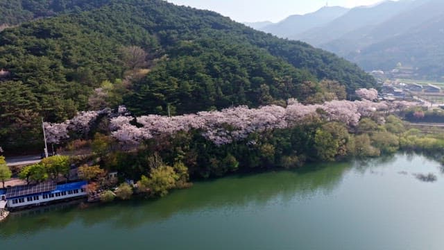Cherry blossom trees along a serene river