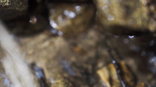 Water Streaming Between Forest Rocks