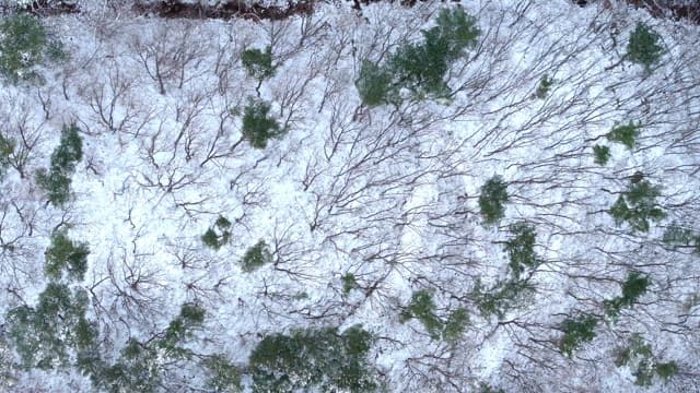 Snow-covered forest with bare trees and greens