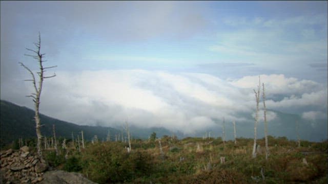 Misty Mountains with Barren Trees