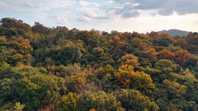 Autumn forest with city in the background