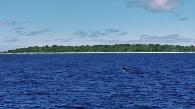 Humpback whale breaching near a tropical island