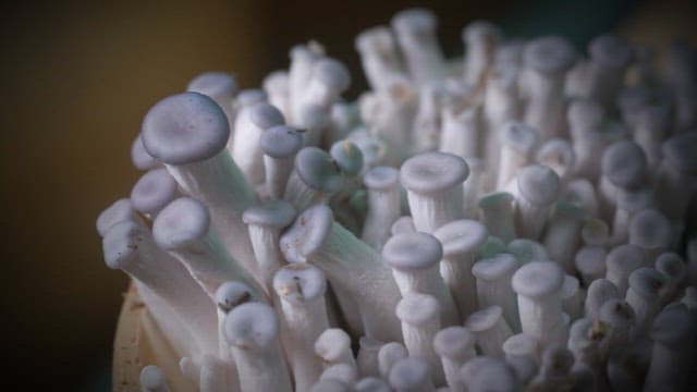 Close-up of white mushrooms growing