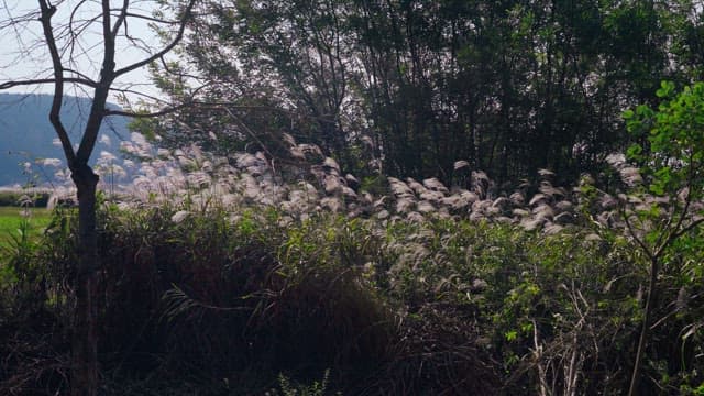 Field with mountains and reed flower fields in the background