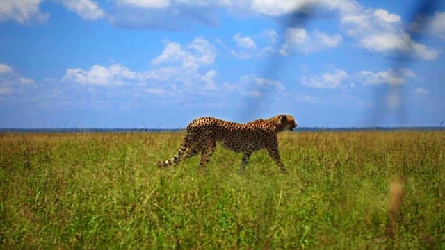 Cheetah Roaming in the Grasslands