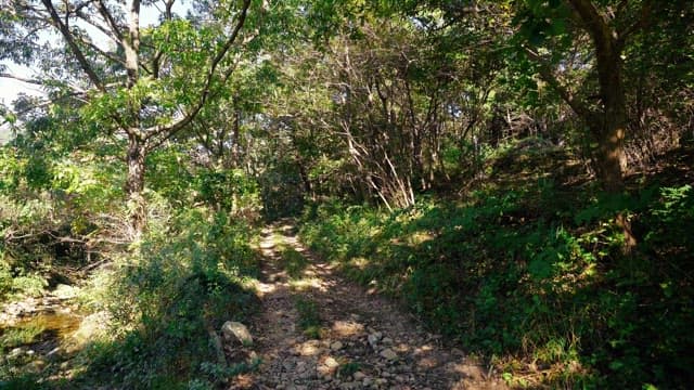 Quiet forest path with dense, green foliage