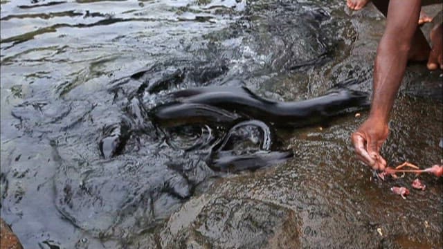 Hand Feeding Eels