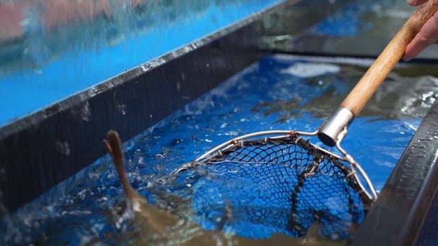Fish Being Retrieved from Blue Water Tank with a Net