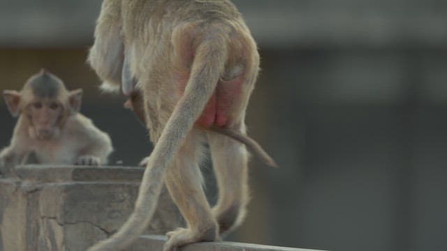 Mother Monkey Holding and Caring for Her Baby