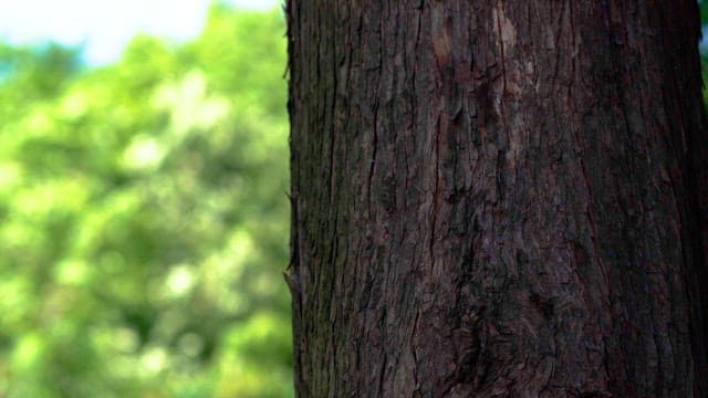 Green trees swaying in the wind behind the wooden poles