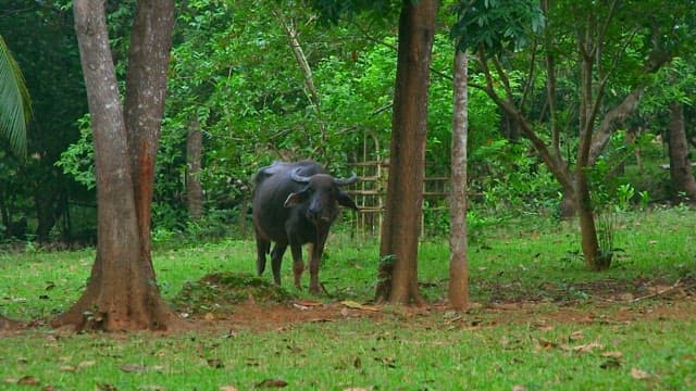 Buffalo standing in a lush green forest