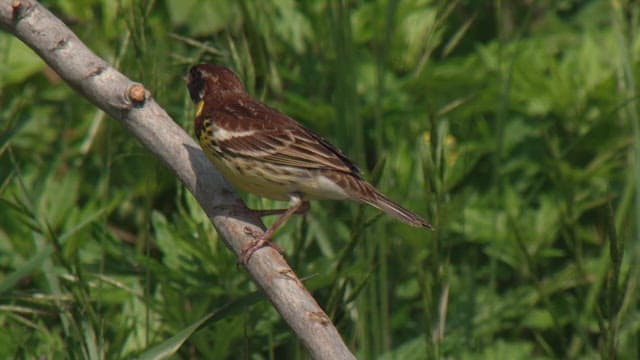 Bird perched on a branch in lush green grass