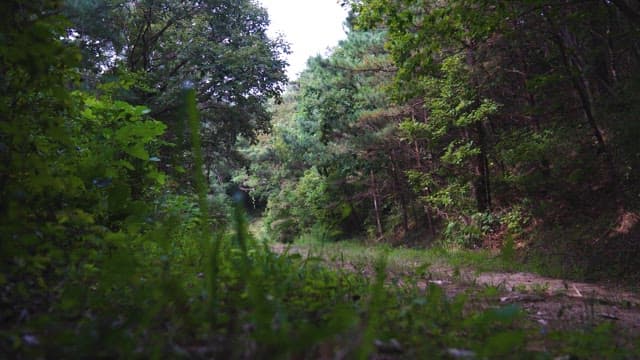 Quiet Forest Path in Lush Greenery