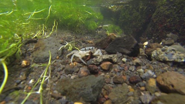 Small crab in the water