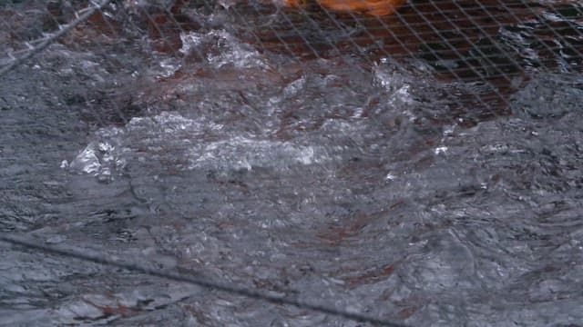 Fresh fish caught with a net from a fish farm