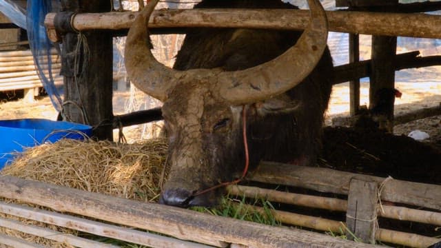 A buffalo eating hay in its pen during a sunny day