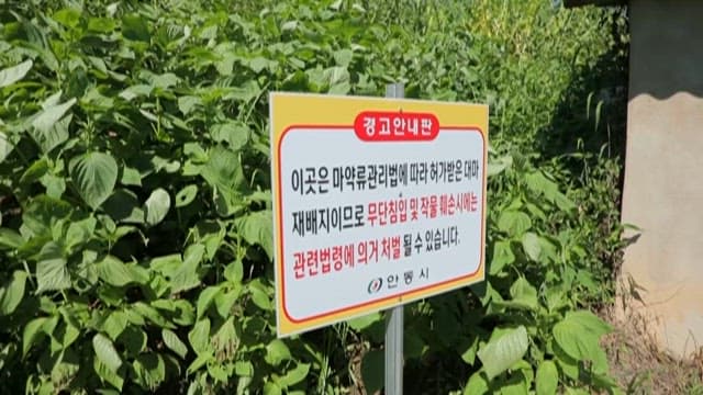 Warning Sign amidst Field Growing Hemp
