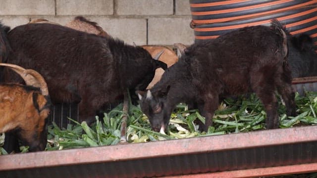 Goats eating vegetables from a feed bunk