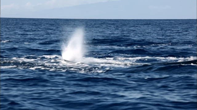 Whales swimming on the surface