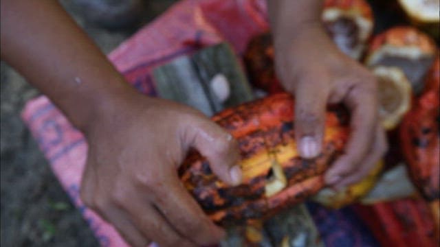 Seeds inside the cacao fruit