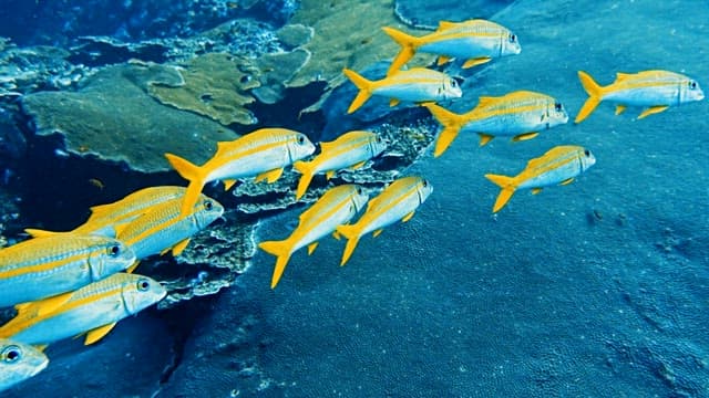 Group of Yellow Fishes Swim Slowly Near an Underwater Reef in the Deep Sea