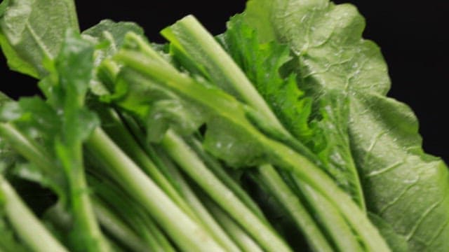 Fresh green leafy young radish