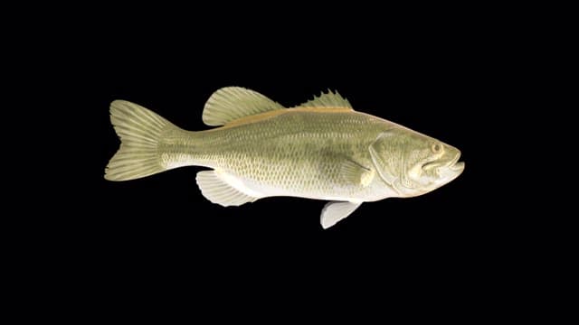 Computer graphic images schematizing body structure of a fish