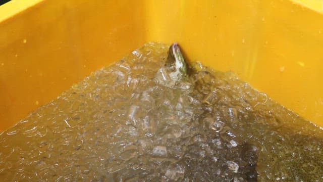 Fish in an Yellow Container Full of Ice