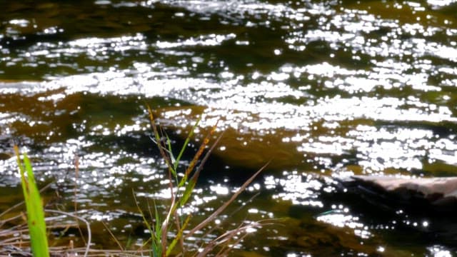 Green bushes and the sparkling waters of a sunlit stream