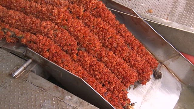 Sea squirts processed in a factory