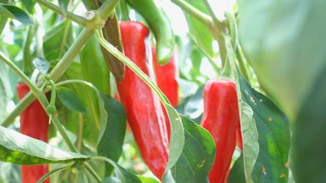 Red peppers growing on a green plant