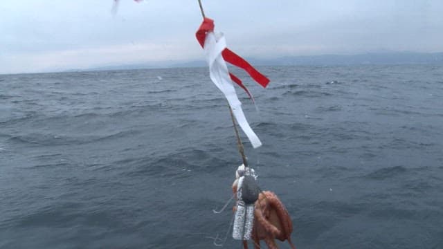 Octopus pulled into a fishing boat