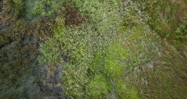Lush green wetland with patches of water