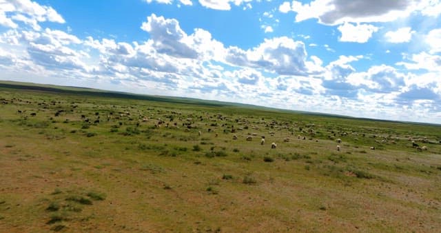 Large field where various types of livestock graze