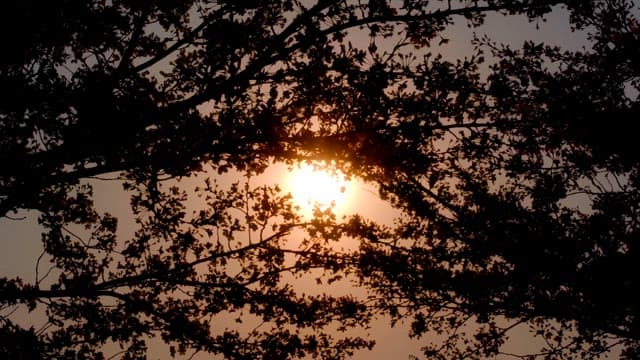 Sunset through tree branches