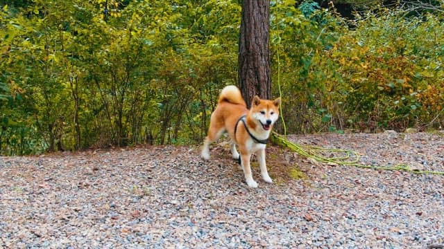 Friendly Dog Tethered in a Forest Clearing