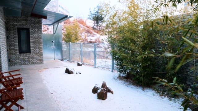 Snow-covered rocks in serene bamboo garden