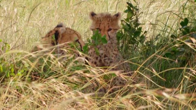 Cheetah and Cub in the Savanna Grasslands