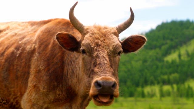 Cow standing in a green pasture