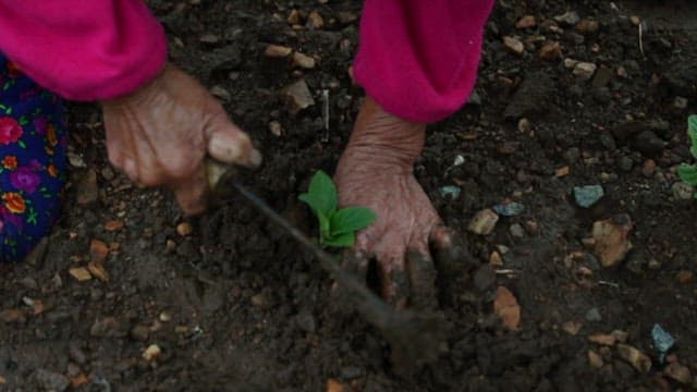 Elderly person planting young seedlings in a garden