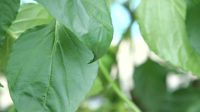 Green leaves and yellow bell peppers