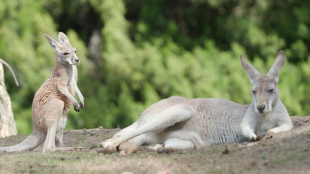 Kangaroo family resting in the wild