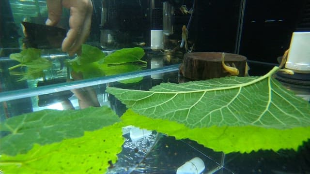 Small aquatic creatures feeding on bright green leaves inside a clean aquarium
