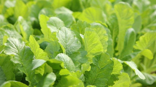 Fresh green leaves in a young radish garden