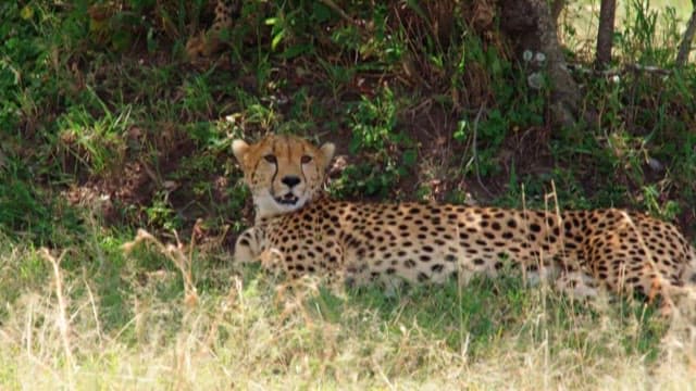 Cheetah resting under the shade of a tree