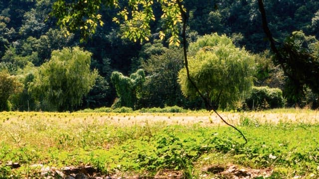 Serene Meadow with Verdant Trees