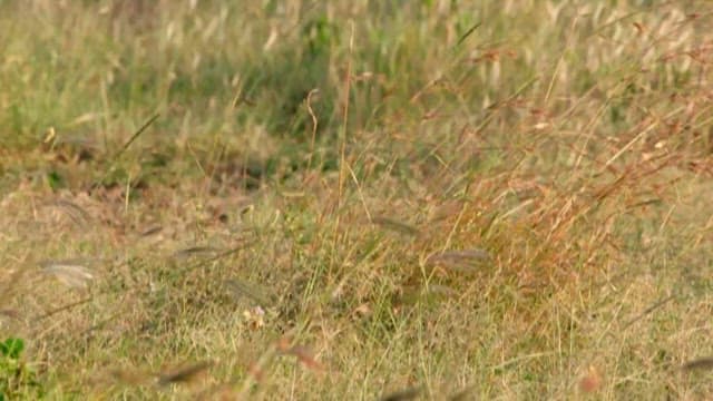 Cheetah walking through tall grass