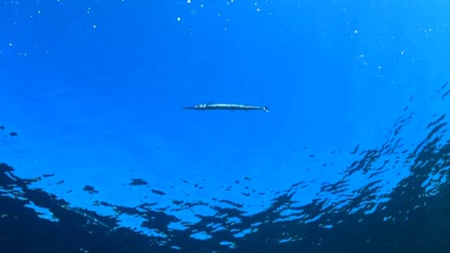 Silver fish swimming in the sea