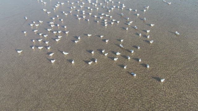 Seagulls gathered on a sandy beach